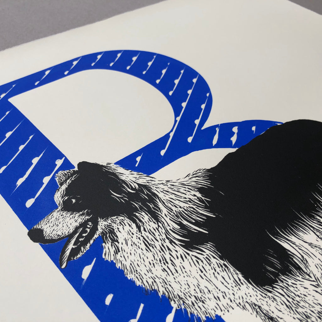 B for Border Collie