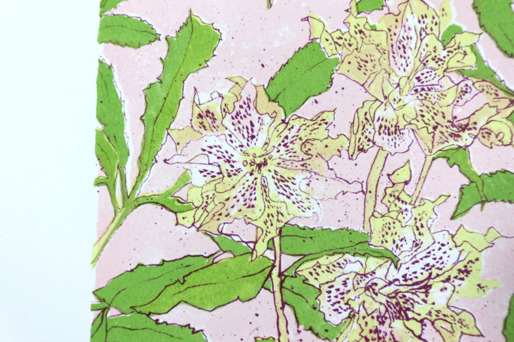 Spring - Freckled Hellebore