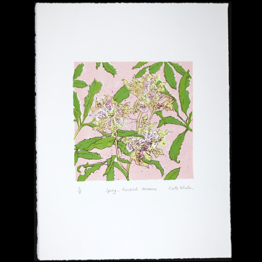 Spring - Freckled Hellebore
