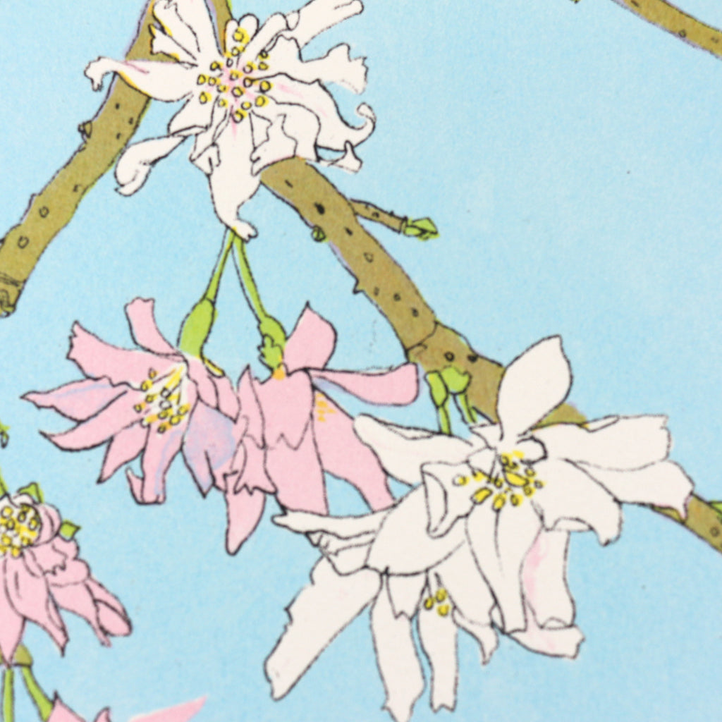 Winter - Winter-flowering Cherry